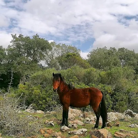 Domus De Jara - Casa Usai