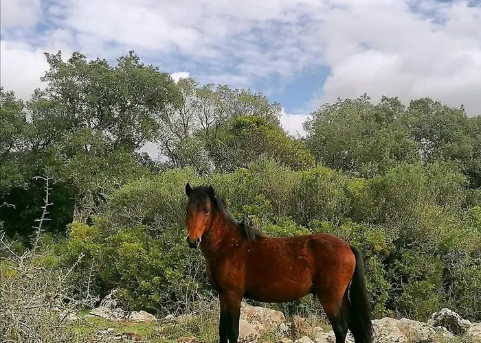 Domus De Jara - Casa Usai